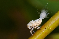 62581 Ninfa Fulgoroidea da ID